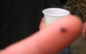 AVANT-PREMIERE DE LA COUPE DU PRESIDENT,  